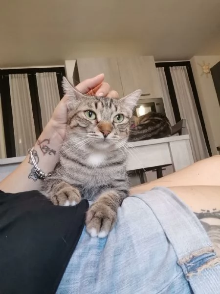 Gatto europeo maschio 5 anni  | Foto 6