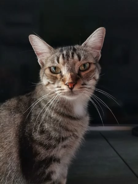 Gatto europeo maschio 5 anni  | Foto 4