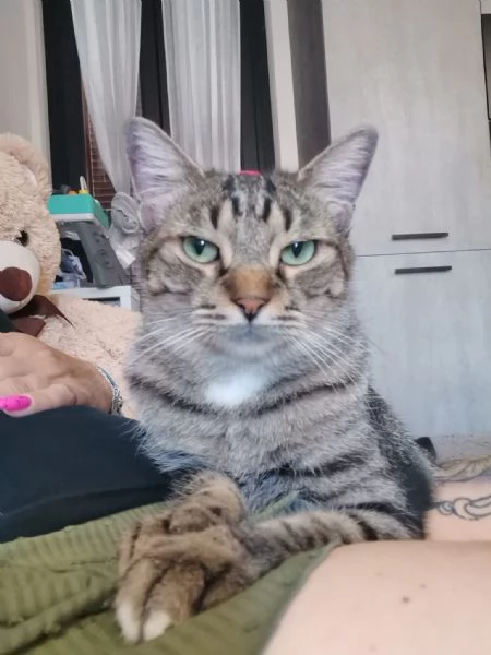 Gatto europeo maschio 5 anni  | Foto 3