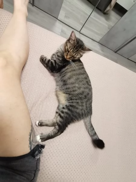 Gatto europeo maschio 5 anni  | Foto 2