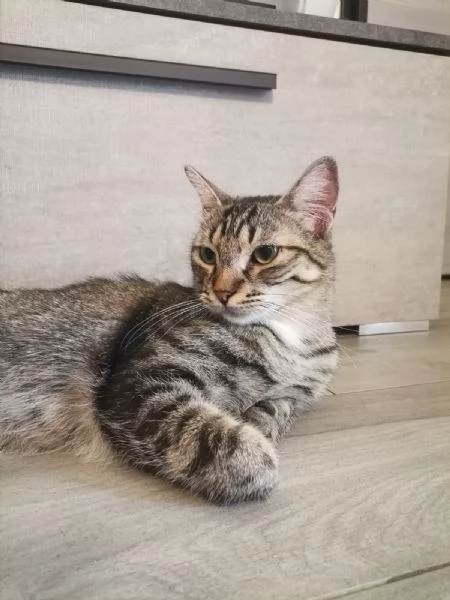 Gatto europeo maschio 5 anni  | Foto 1