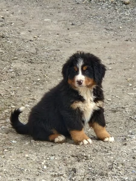 Cuccioli di bovaro del bernese | Foto 4