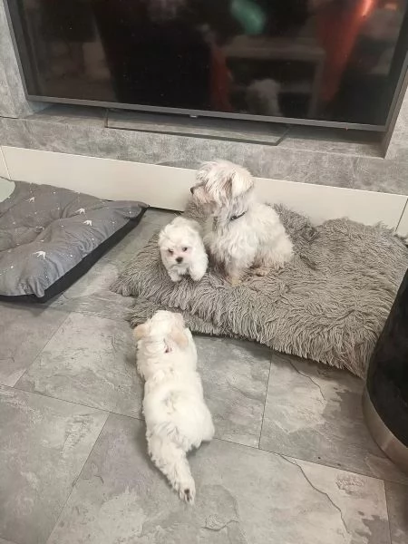 Adorabili cuccioli di Maltese di razza pura