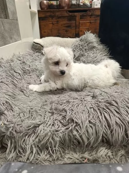 Adorabili cuccioli di Maltese di razza pura | Foto 1