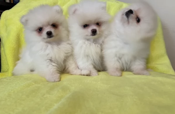deliziosi cuccioli di pomerania toy per adozione | Foto 0