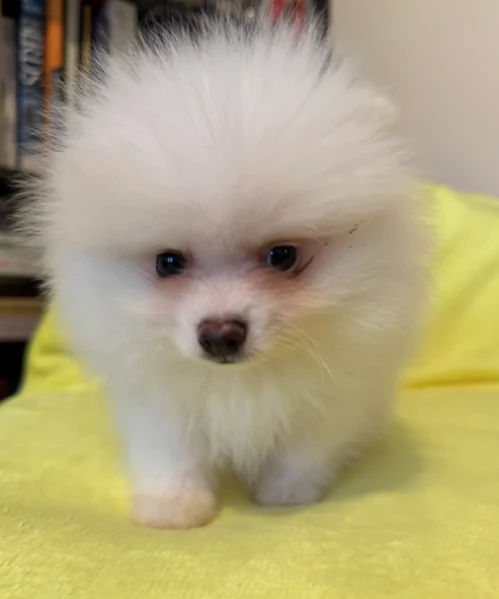 deliziosi cuccioli di pomerania toy | Foto 3