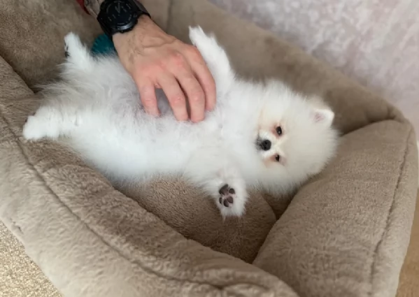deliziosi cuccioli di pomerania toy | Foto 2