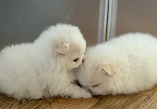 cuccioli di pomerania toy per adozione