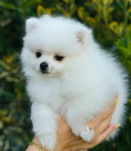 cuccioli di pomerania toy per adozione