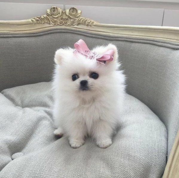 deliziosi cuccioli di pomerania toy | Foto 2