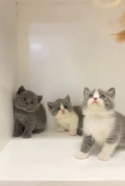 Gatti British shorthair