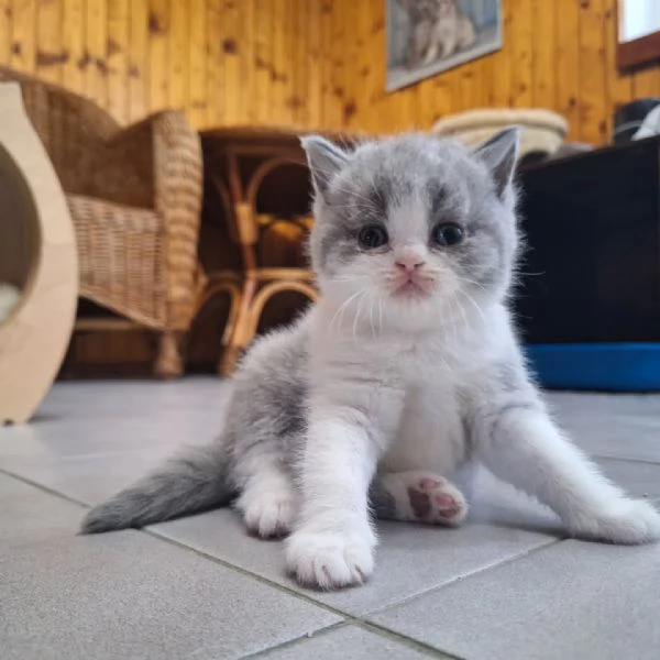 Cuccioli British Shorthair | Foto 0