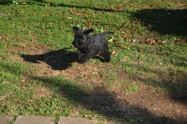 Cucciolo di schnauzer nano