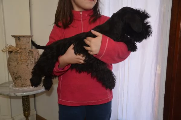 Cucciolo di schnauzer nano | Foto 1