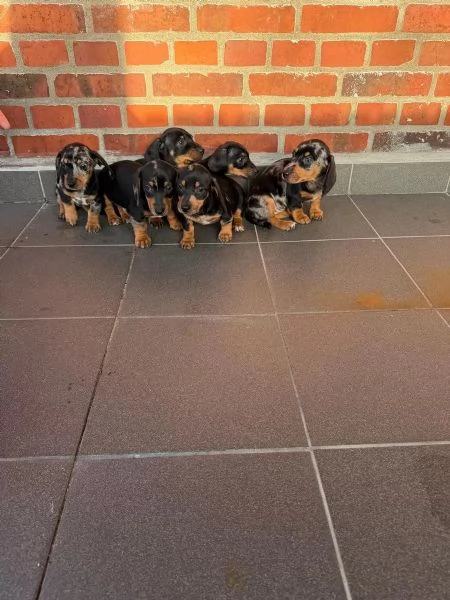 Cuccioli di bassotto in cerca di una casa amorevole