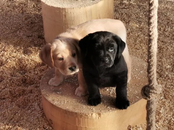 Disponibili splendidi cuccioli di labrador Retriever | Foto 2