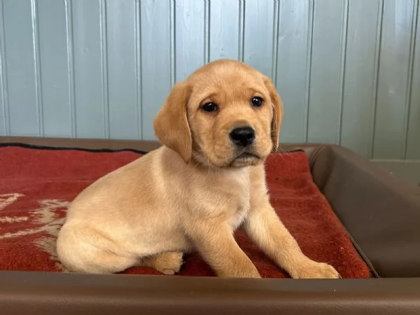 Disponibili splendidi cuccioli di labrador Retriever | Foto 1