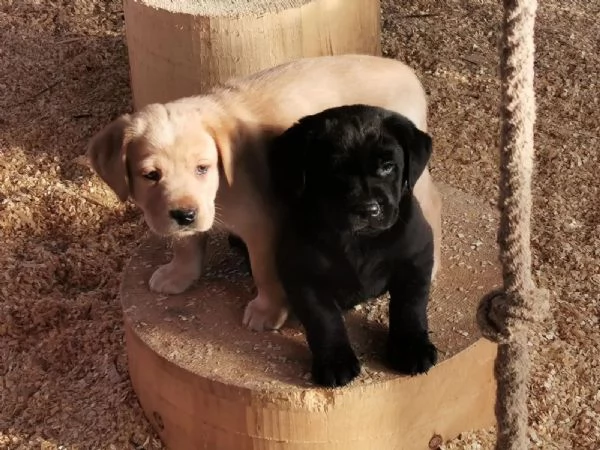 Disponibili splendidi cuccioli di labrador Retriever | Foto 0
