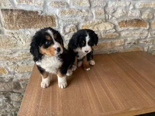 Disponibile cuccioli di bovaro del bernese con pedigree | Foto 2