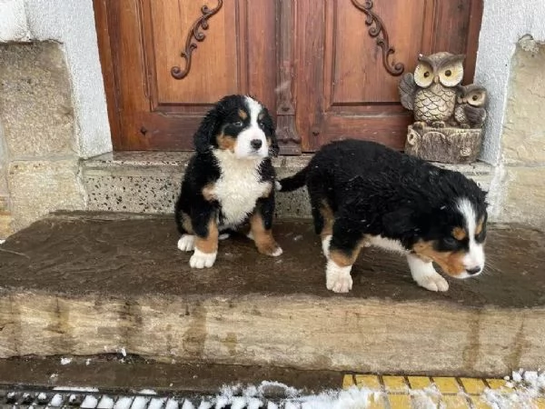 Disponibile cuccioli di bovaro del bernese con pedigree | Foto 0