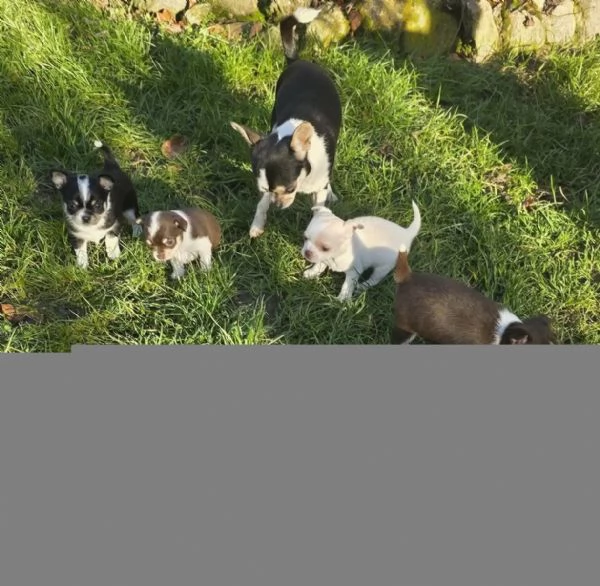 Fantastici cuccioli chihuahua con pedigree