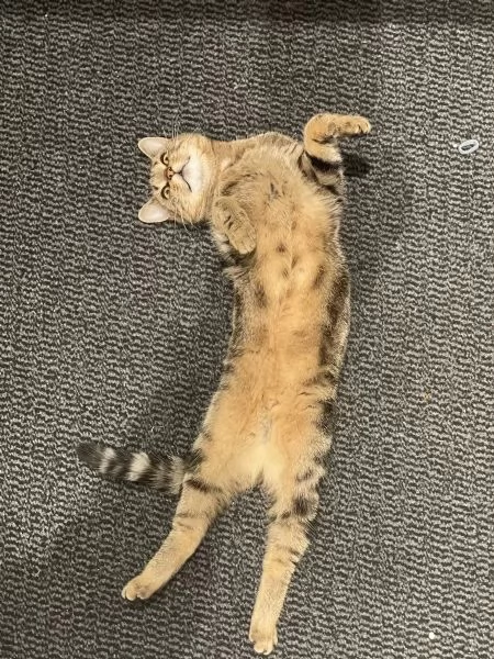 bellissimi cuccioli di Bengala di alta genealogia | Foto 2