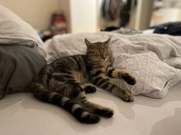 Splendidi cuccioli di Bengala | Foto 0