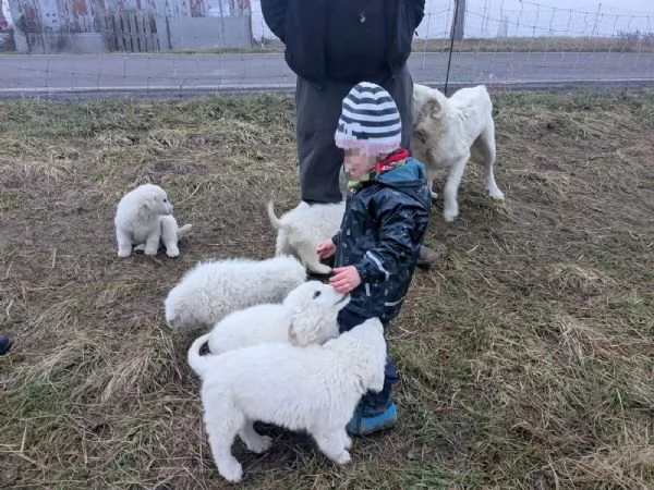 Cuccioli pastore maremmano abruzzese | Foto 2