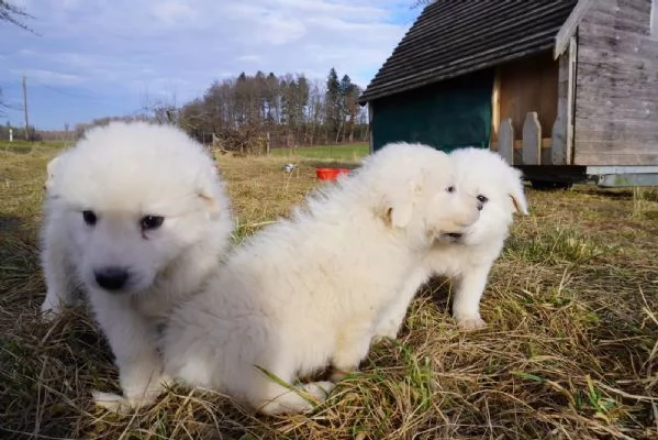 Cuccioli pastore maremmano abruzzese | Foto 2