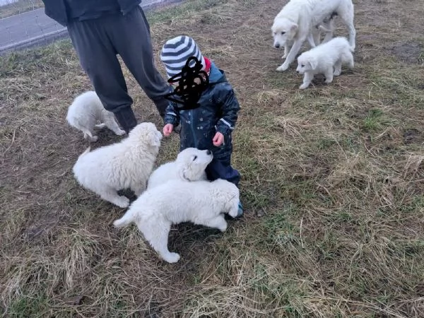Cuccioli pastore maremmano abruzzese | Foto 0