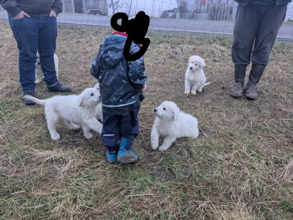 Cuccioli pastore maremmano abruzzese