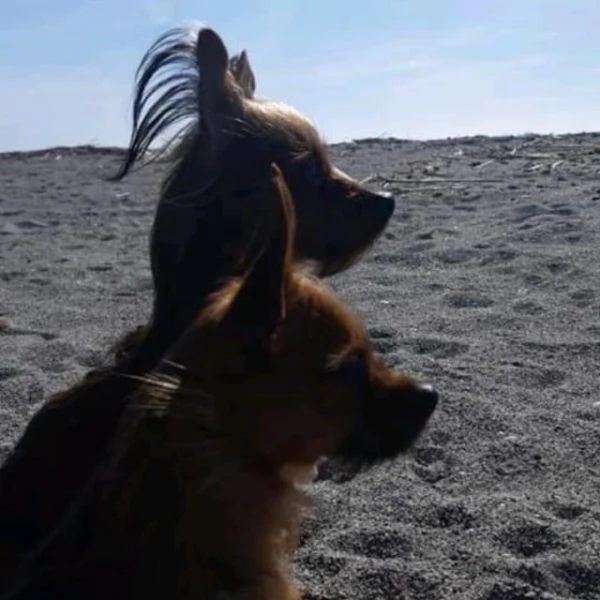 Regalo due cani maschi taglia piccola 