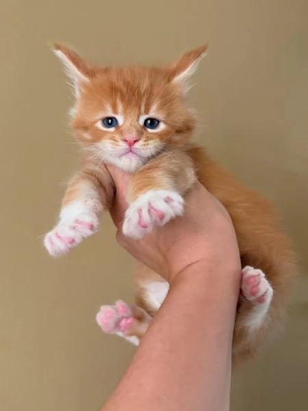 Maine coon cuccioli | Foto 0