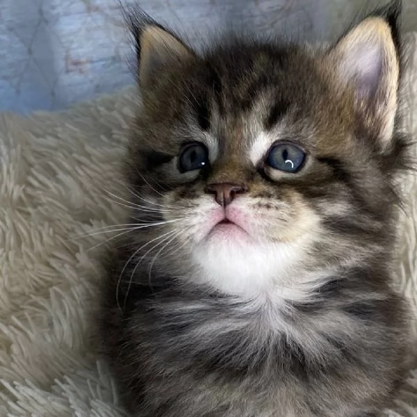 GATTINI MAINE COON Unico
