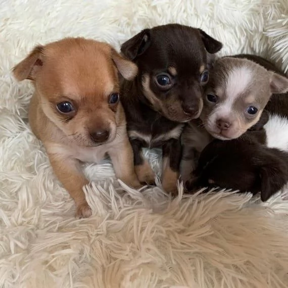 Cuccioli di Chihuahua Mini in Adozione