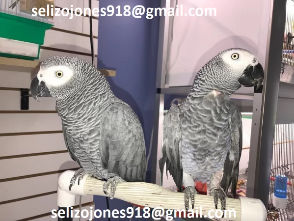 Offriamo varie razze di pappagalli e uova fertili Vendiamo unampia varietagrave di pappagalli sani di d