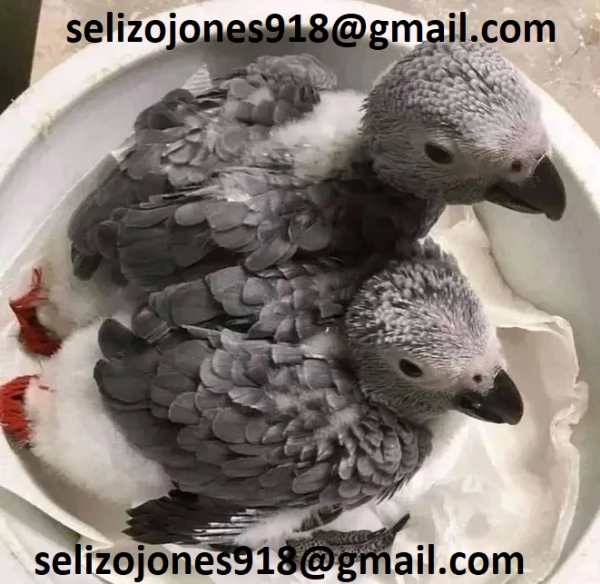 Offriamo varie razze di pappagalli e uova fertili Vendiamo unampia varietagrave di pappagalli sani di d | Foto 0