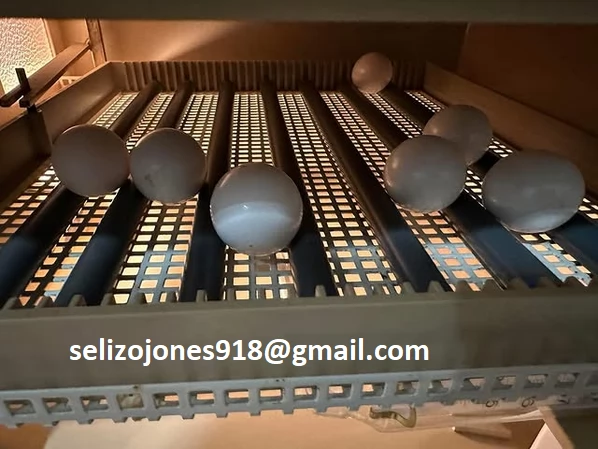 Offriamo varie razze di pappagalli e uova fertili Vendiamo unampia varietagrave di pappagalli sani di d | Foto 0