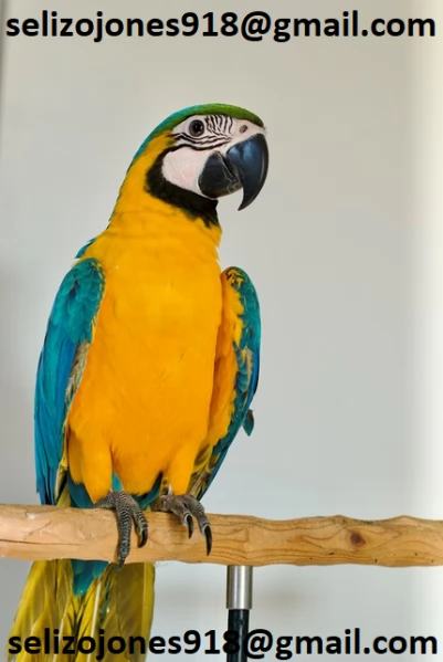 Offriamo varie razze di pappagalli e uova fertili Vendiamo unampia varietagrave di pappagalli sani di d