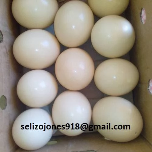 Offriamo varie razze di pappagalli e uova fertili Vendiamo unampia varietagrave di pappagalli sani di d | Foto 0