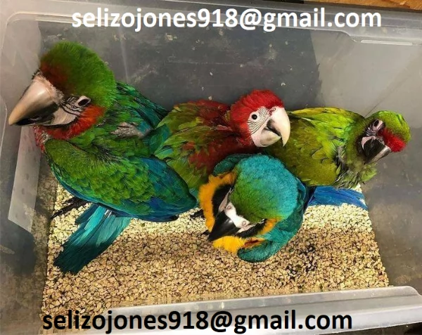 Offriamo varie razze di pappagalli e uova fertili Vendiamo unampia varietagrave di pappagalli sani di d