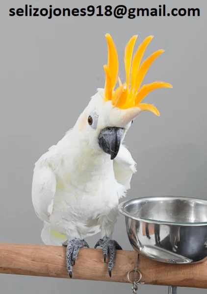 Offriamo varie razze di pappagalli e uova fertili Vendiamo unampia varietagrave di pappagalli sani di d | Foto 0