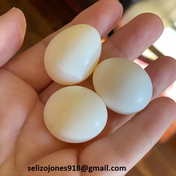 Offriamo varie razze di pappagalli e uova fertili Vendiamo unampia varietagrave di pappagalli sani di d