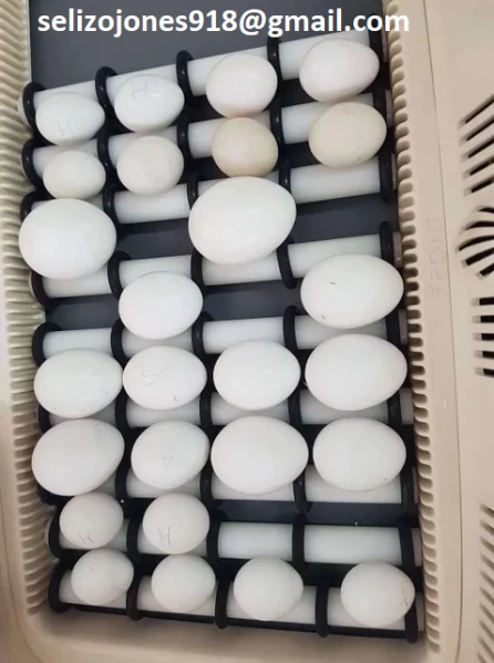 Offriamo varie razze di pappagalli e uova fertili Vendiamo unampia varietagrave di pappagalli sani di d