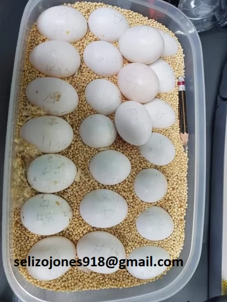 Offriamo varie razze di pappagalli e uova fertili Vendiamo unampia varietagrave di pappagalli sani di d