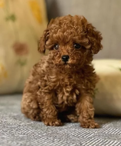 MALTIPOO MALTIPO CUCCIOLI ITALIANI pag rateale | Foto 3