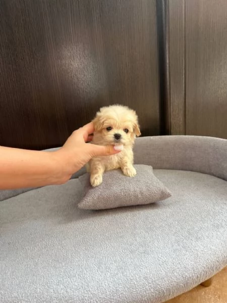 MALTIPOO MALTIPO CUCCIOLI ITALIANI pag rateale | Foto 2