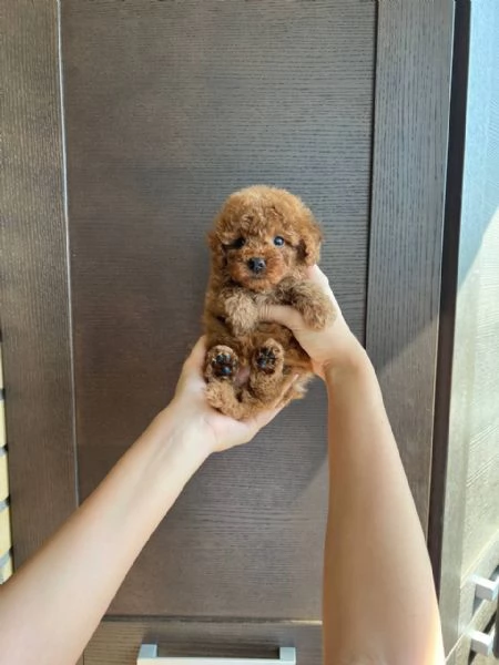 MALTIPOO MALTIPO CUCCIOLI ITALIANI pag rateale | Foto 0