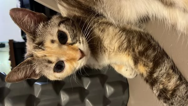 Gatto europeo  | Foto 4