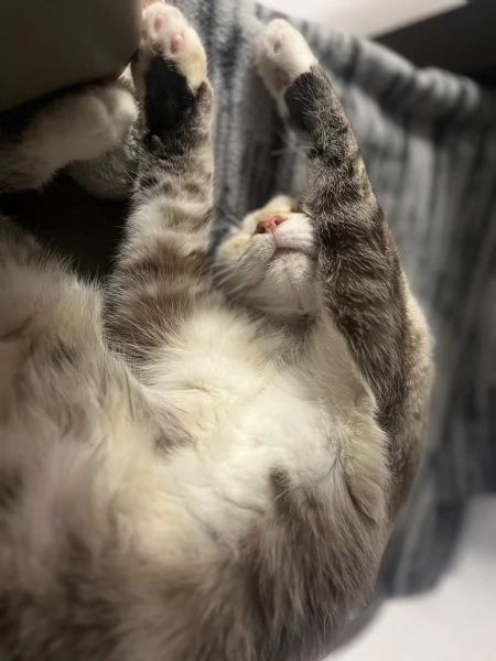 Gatto europeo  | Foto 3